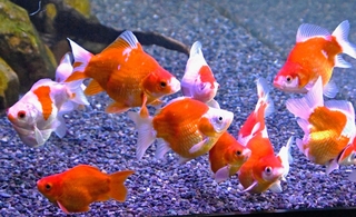 赤と白がまじった玉サバ＝新潟県の長岡市寺泊水族博物館