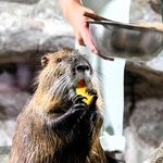 カボチャを持って食べるヌートリア＝姫路市立水族館