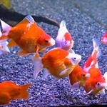 赤と白がまじった玉サバ＝新潟県の長岡市寺泊水族博物館