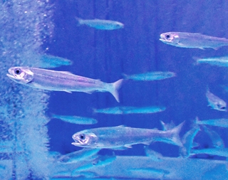 サケの子どもたち。泳ぎは速い＝新潟県の長岡市寺泊水族博物館