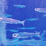 サケの子どもたち。泳ぎは速い＝新潟県の長岡市寺泊水族博物館