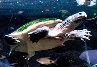 水中を泳ぐボルネオカワガメ＝東京の板橋区立熱帯環境植物館