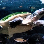 水中を泳ぐボルネオカワガメ＝東京の板橋区立熱帯環境植物館