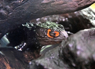 木と石の間から顔だけが見えるアカメカブトトカゲ＝東京の板橋区立熱帯環境植物館