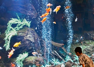 金魚の大水槽。男の子がのぞきこむ＝東京の足立区生物園