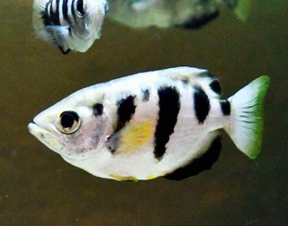 テッポウウオ。体に黒のもようが入る＝東京・足立区生物園