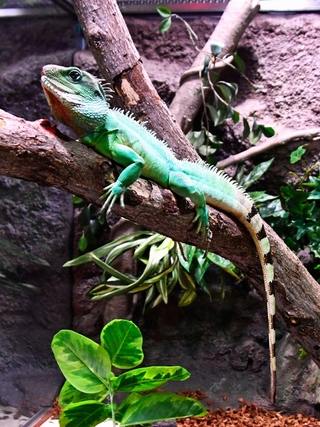えだの上のインドシナウォータードラゴン＝東京・足立区生物園
