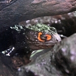 木と石の間から顔だけが見えるアカメカブトトカゲ＝東京の板橋区立熱帯環境植物館