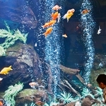 金魚の大水槽。男の子がのぞきこむ＝東京の足立区生物園