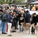 東大寺大仏殿前の参道を歩く外国人観光客＝３月、奈良市
