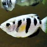テッポウウオ。体に黒のもようが入る＝東京・足立区生物園