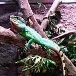 えだの上のインドシナウォータードラゴン＝東京・足立区生物園