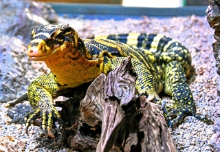 黄色と黒が目立つミンダナオミズオオトカゲ＝東京・足立区生物園