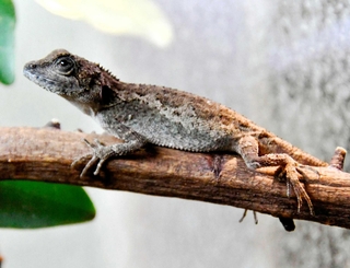 枝の上でじっとしているサキシマキノボリトカゲ＝東京・足立区生物園