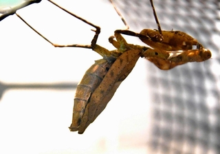 枯れ葉にそっくりなメダマカレハカマキリ＝東京・足立区生物園
