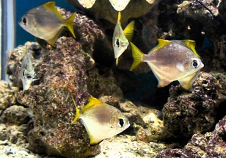 ヒメツバメウオ。近くにいても向きはばらばらだ＝東京・足立区生物園