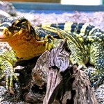 黄色と黒が目立つミンダナオミズオオトカゲ＝東京・足立区生物園