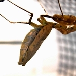 枯れ葉にそっくりなメダマカレハカマキリ＝東京・足立区生物園