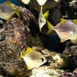 ヒメツバメウオ。近くにいても向きはばらばらだ＝東京・足立区生物園
