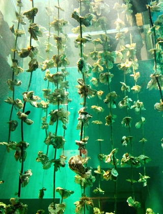 ワイヤの上の方までカキが付いている＝広島県廿日市市の宮島水族館