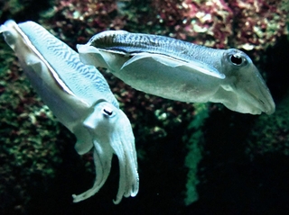 泳ぐコウイカ＝２月、広島県廿日市市の宮島水族館