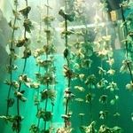 ワイヤの上の方までカキが付いている＝広島県廿日市市の宮島水族館