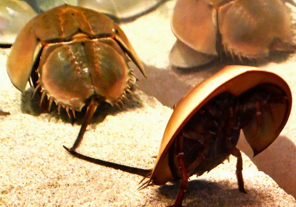 生きもの大好き＞(259)カブトガニ 起き上がる時に役立つ尾剣|まなびー