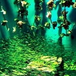 水槽の底で群れるカタクチイワシ＝広島県廿日市市の宮島水族館