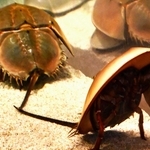 カブトガニ。１匹は立っているように見える＝広島県廿日市市の宮島水族館