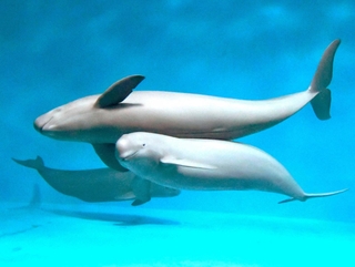 ３頭のスナメリ。笑っているような顔だ＝広島県廿日市市の宮島水族館