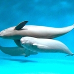 ３頭のスナメリ。笑っているような顔だ＝広島県廿日市市の宮島水族館
