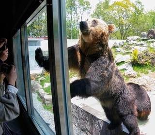 観覧通路に前足をつけて立つエゾヒグマ＝北海道の釧路市動物園