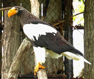 木に止まるオオワシ。足のツメも力強い＝北海道の釧路市動物園
