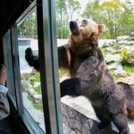 観覧通路に前足をつけて立つエゾヒグマ＝北海道の釧路市動物園
