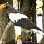 木に止まるオオワシ。足のツメも力強い＝北海道の釧路市動物園