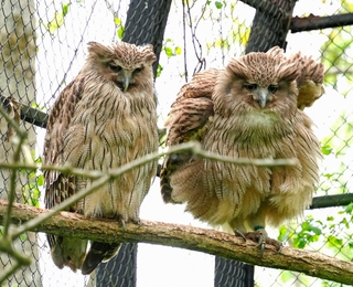 つがいのシマフクロウ。右の１羽が体をふくらませた＝北海道の釧路市動物園
