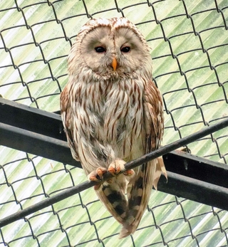 高い所からこちらを見下ろすエゾフクロウ＝北海道の釧路市動物園
