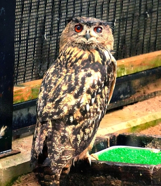 えさ台のふちに乗ってこちらを見るワシミミズク＝北海道の釧路市動物園