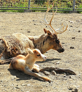 トナカイの親子＝北海道の釧路市動物園（同園提供）