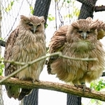 つがいのシマフクロウ。右の１羽が体をふくらませた＝北海道の釧路市動物園