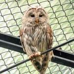 高い所からこちらを見下ろすエゾフクロウ＝北海道の釧路市動物園