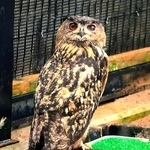 えさ台のふちに乗ってこちらを見るワシミミズク＝北海道の釧路市動物園