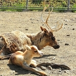 トナカイの親子＝北海道の釧路市動物園（同園提供）