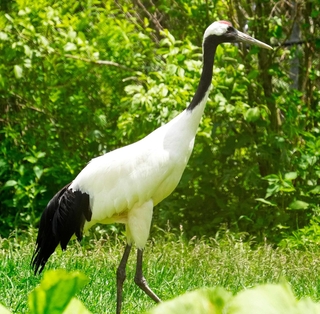 立っているすがたが美しいタンチョウ＝北海道の釧路市動物園