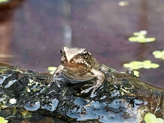 トンボ池にもどす前のエゾアカガエル＝北海道の釧路市動物園（同園提供）