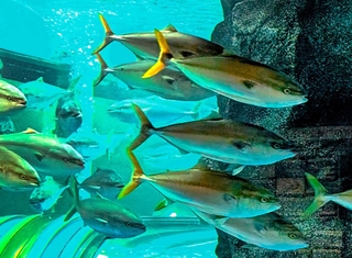 岩の前を泳いでいくブリの群れ＝富山県魚津市の魚津水族館