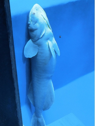 水槽のかべにくっつくナガコバン＝富山県魚津市の魚津水族館