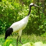 立っているすがたが美しいタンチョウ＝北海道の釧路市動物園