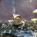 トンボ池にもどす前のエゾアカガエル＝北海道の釧路市動物園（同園提供）