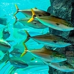 岩の前を泳いでいくブリの群れ＝富山県魚津市の魚津水族館